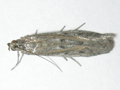 Homoeosoma nimbella